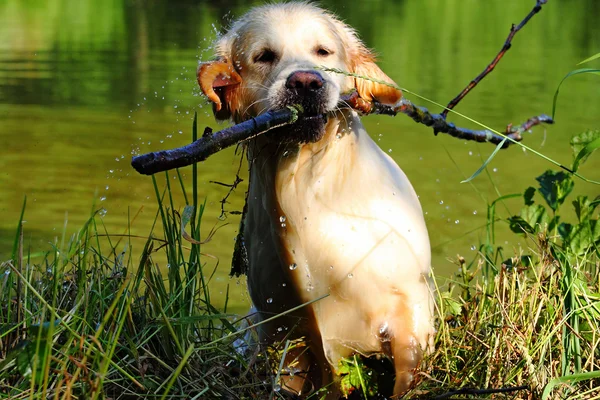 çalışma golden retriever
