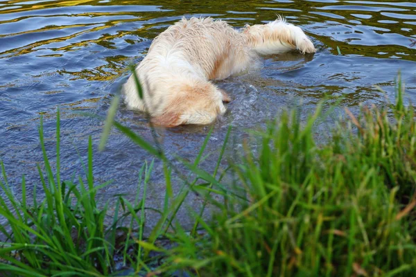 Nurkowanie złoty pies myśliwski — Zdjęcie stockowe