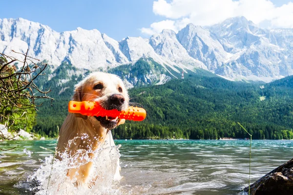 Working Golden Retriever in fron the Alps — Stock Photo, Image