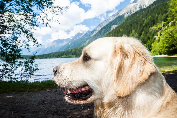 Portrait Golden Retriever in front the Antholzer See — Stock Photo, Image