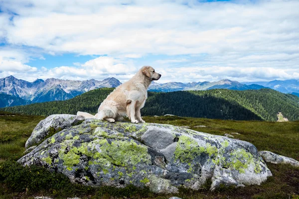 Sitting Golden Retriever in front the Alps — Stock Photo, Image