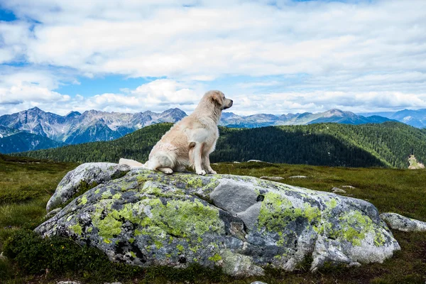 Sitting Golden Retriever in front the Alps — Stock Photo, Image