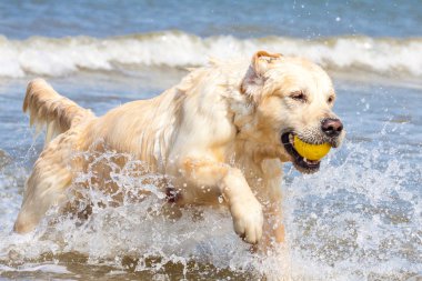 Sahilde altın geri almak