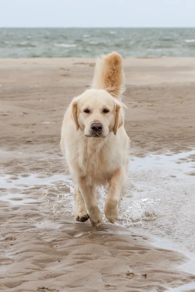 Złoty pies myśliwski na plaży — Zdjęcie stockowe