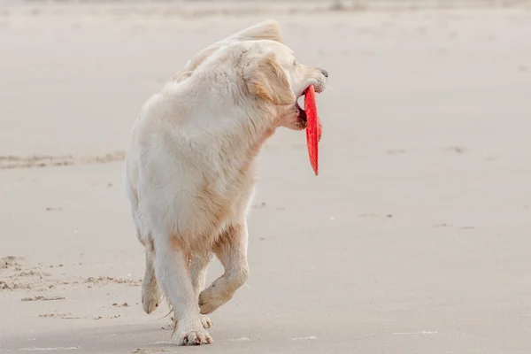 Gouden retriever op het strand — Stockfoto