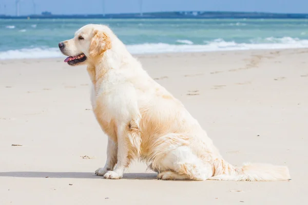 Sahilde altın geri almak