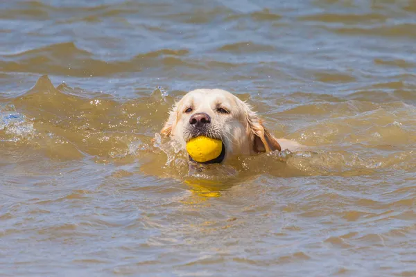 Golden Retriever na praia — Fotografia de Stock