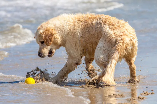 Golden retriever på stranden — Stockfoto