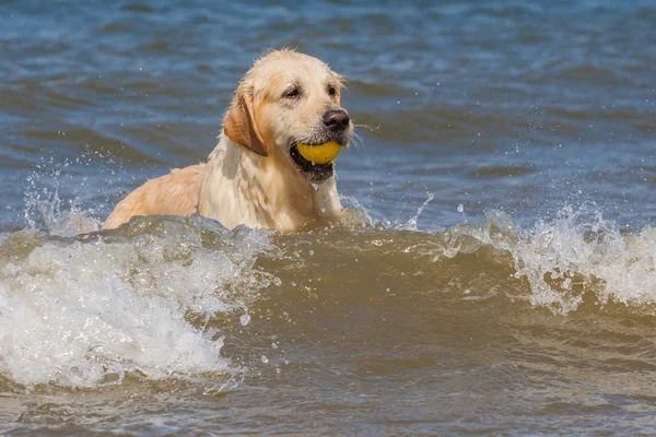 Gouden retriever op het strand — Stockfoto