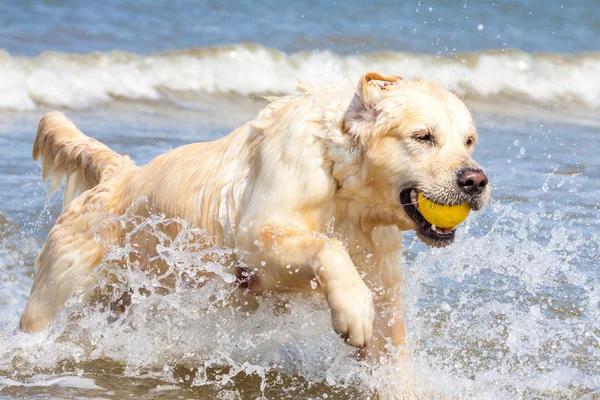 Sahilde altın geri almak