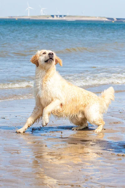 Golden Retriever in spiaggia — Foto Stock