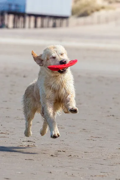 金毛猎犬在海滩 — 图库照片