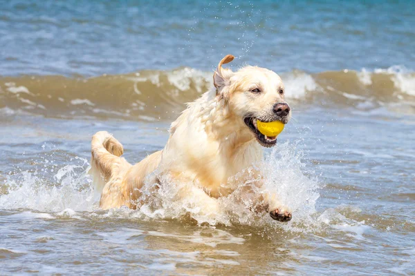 Gouden retriever op het strand — Stockfoto