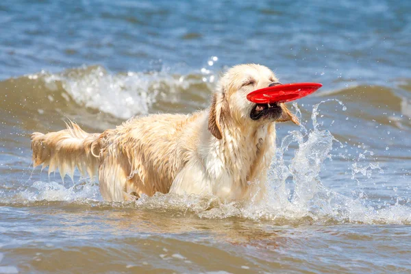 Golden Retriever na praia — Fotografia de Stock