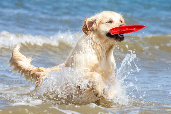 Golden Retriever na praia — Fotografia de Stock