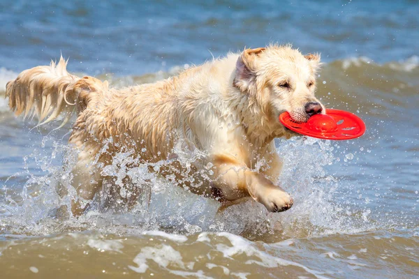 Χρυσόs retriever στην παραλία — Φωτογραφία Αρχείου