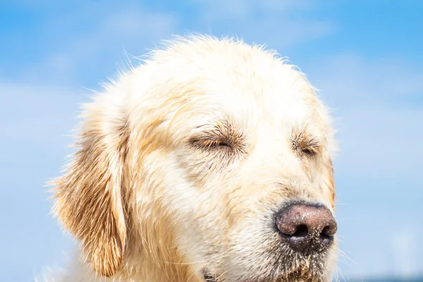 Golden Retriever en la playa —  Fotos de Stock