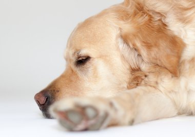 Golden retriever fotoğraf stüdyosu