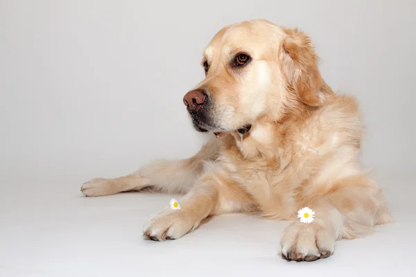 Golden Retriever in the photo studio — Stock Photo, Image