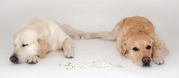 Dos Golden Retriever —  Fotos de Stock