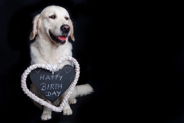 Golden Retriever doğum gününü kutlar.