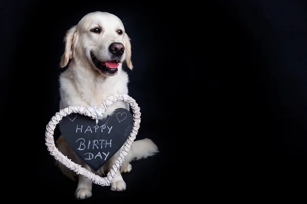 Golden Retriever wishes Happy Birthday — Stock Photo, Image