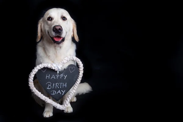 Golden Retriever wishes Happy Birthday — Stock Photo, Image