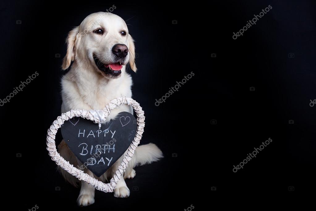 Golden Retriever Wishes Happy Birthday Stock Photo By C Philstev 47420759
