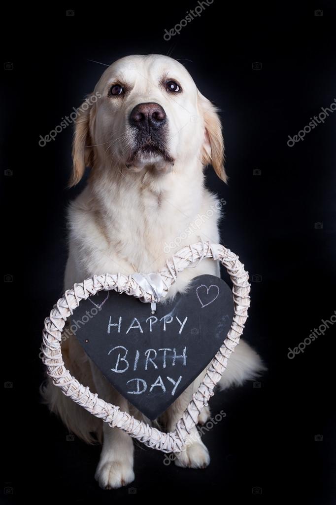 Happy Birthday Golden Retriever Meme
