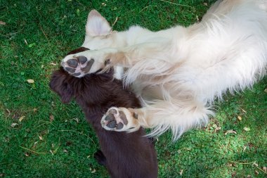 düz köpek yavrusu golden ile oynuyor