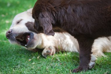 düz köpek yavrusu golden ile oynuyor