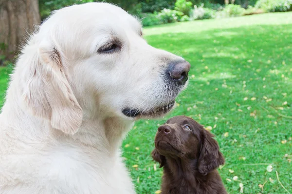 düz köpek yavrusu golden ile oynuyor