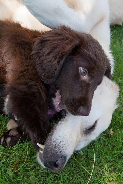 Düz köpek yavrusu golden ile oynuyor — Stok fotoğraf