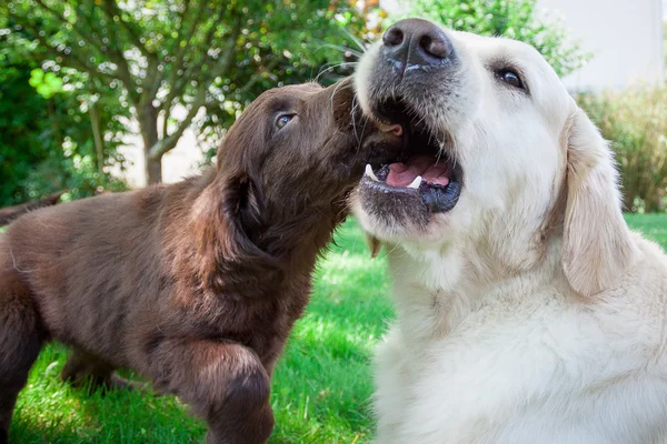 Flat Puppy plays with a Golden — Stock Photo, Image