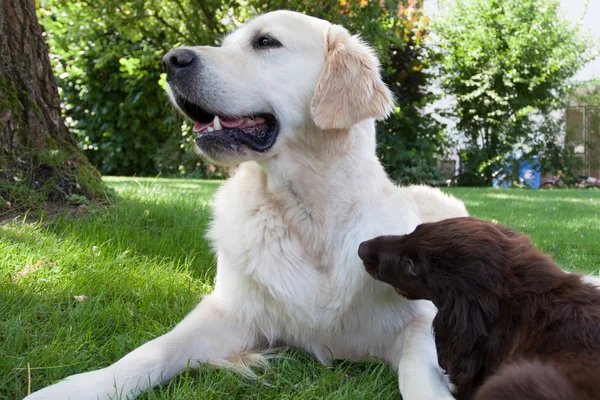 Flat Puppy plays with a Golden — Stock Photo, Image