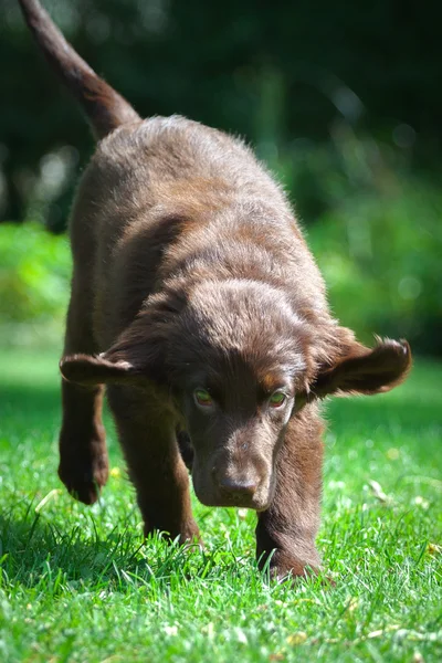 Chiot récupérateur à couche plate — Photo