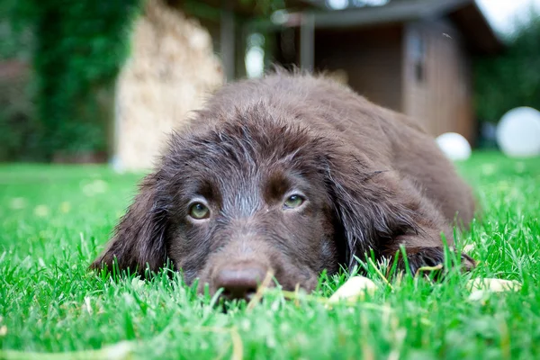 Filhote de cachorro Retriever de revestimento plano — Fotografia de Stock