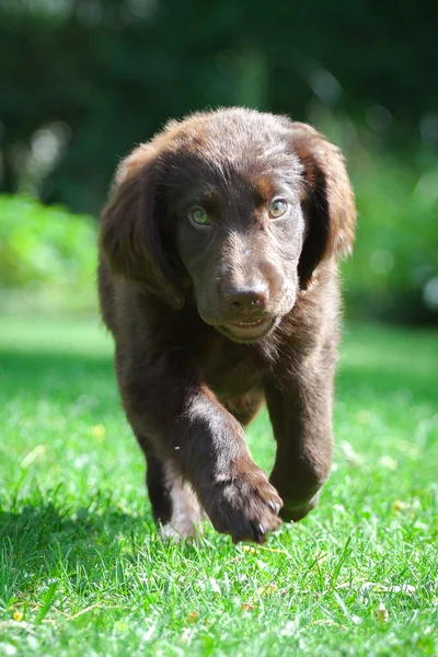 Cachorro recuperador de capa plana — Foto de Stock