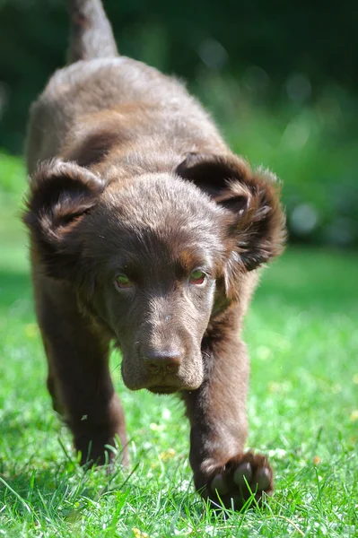 Puppy Retriever plat-acoperite — Fotografie, imagine de stoc