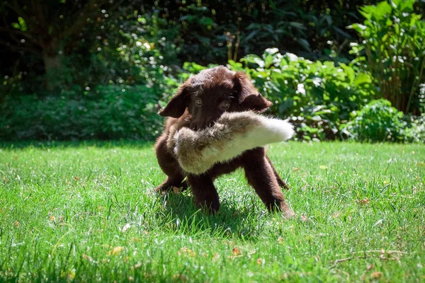 Puppy Retriever plat-acoperite — Fotografie, imagine de stoc