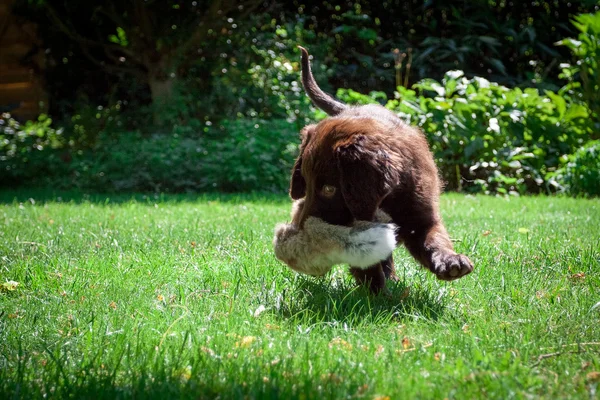 Puppy Retriever plat-acoperite — Fotografie, imagine de stoc