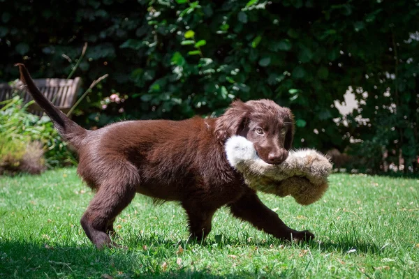 Düz - kaplamalı retriever köpek yavrusu — Stok fotoğraf