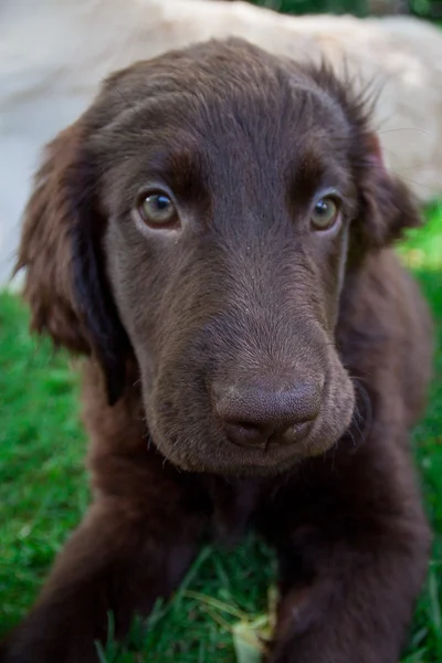 Flatcoated retriever pup — Stockfoto