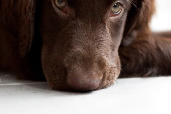 Flat-Coated Retriever Puppy — Stock Photo, Image