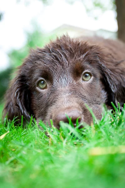 Düz - kaplamalı retriever köpek yavrusu — Stok fotoğraf