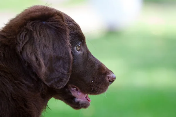 düz - kaplamalı retriever köpek yavrusu
