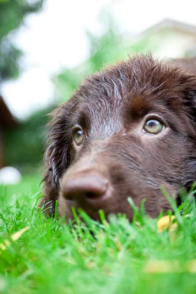 Flat-Coated Retriever Puppy — Stock Photo, Image