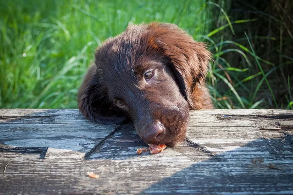 Плоскокрылый щенок-ретривер — стоковое фото