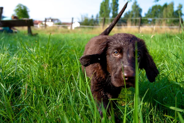 Puppy Retriever plat-acoperite — Fotografie, imagine de stoc