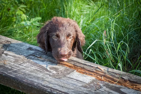 Puppy Retriever plat-acoperite — Fotografie, imagine de stoc